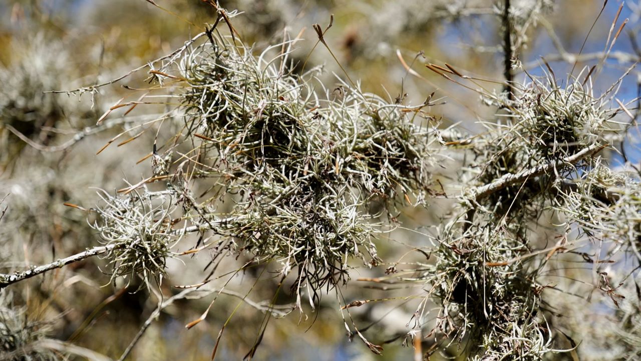 Get It Growing: Ball moss can be a problem for trees